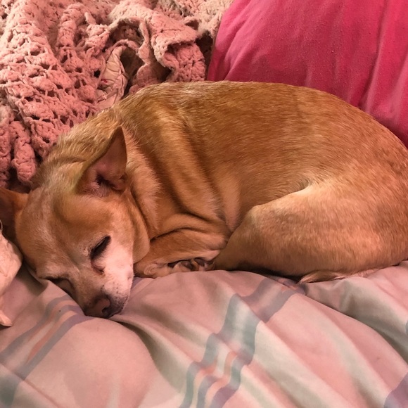 Hi I’m Julie, joined by Princess and Cody ♥️ - Picture 6 of 7